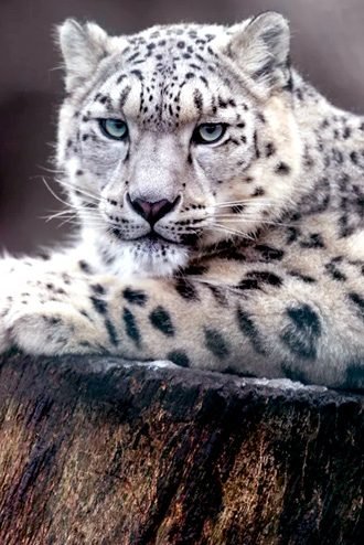 snow-leopard